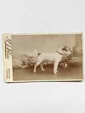 Rare Antique Victorian CDV Prize Winning Dog Portrait With Handwritten Provenanc picture