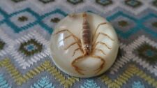 Vintage Collectible Maack Co. REAL SCORPION Round Dome Lucite Paperweight USA picture