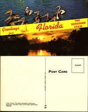Greetings from Florida the Sunshine State pelicans birds sunset vintage postcard picture
