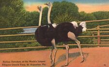 Vintage Postcard Nubian Ostriches Alligator-Ostrich Farm St. Augustine Florida picture