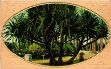 VTG Postcard- . TROPICAL TREE, EMBOSSED. UnPost 1910 picture