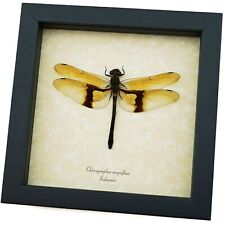 Rare Golden Dragonfly Chlorogomphus magnificus 4 inch Wingspan Framed Taxidermy picture