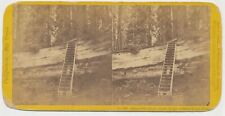 CALIFORNIA SV - Big Trees - Father of the Forest - JP Soule 1870s picture