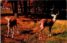 Postcard Vermont's Native Deer 1960s Vintage VT Deer Buck Bucks picture