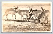 c1950s RPPC Antelopes of MONTANA Prevent Forest Fires Slogan VTG Postcard Red 2c picture