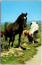 VINTAGE POSTCARD GROUP OF HORSES GRAZING SCENE BY ALFRED MAINZER c. 1960s picture