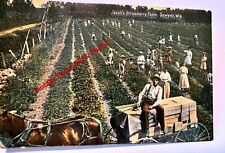 Sawyer Wisconsin Jacob’s Strawberry Farm Vintage Postcard picture