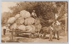 Postcard RPPC Exaggeration Huge Cabbages In Tow By Farmer Horse Cart Antique picture