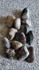 Small POLISHED Petoskey Stones Authentic Lake Michigan Fossils Decor Crafts picture