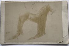 1895 Photo Show Horse 