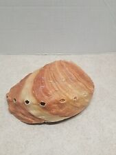 RED ABALONE Shell Seashell Natural Iridescent South California 7.75 x 6 X 3 picture