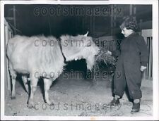 1952 Cute French Girl Feeds Billy Goat Press Photo picture