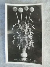 Antique Female Scotch Thistle, Still Life Real Photo Postcard picture