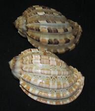 85,87 mm 2 Asst. Harpa Davidis & Articularis Seashell Sea Shell  picture