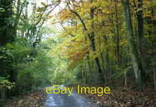 Photo 6x4 2008 : Beech trees in Bandywell Wood Alcombe/ST8069 The autumn c2008 picture