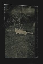 antique 1870s tintype - dead? cat lying outdoors photo picture