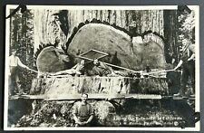 Redwoods California. Laying In Tree. Lumberjack California Real Photo Postcard picture
