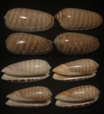 Tonyshells Seashells Oliva rufula SET OF 4 REDDISH OLIVE 28 - 33mm F+++/gem, sup picture