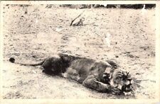 1918, LIONS, Lioness in MOZAMBIQUE Postcard picture