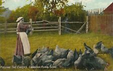 CANADA - Feeding The Chicks Canadian Rural Scene Postcard picture