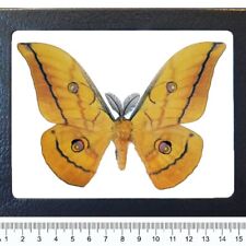 Antheraea mylitta yellow saturn moth Indonesia FRAMED picture