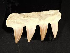 100 Million Year Old Mosasaurus JAW Bone Fossil With FOUR Fossil TEETH 61.4gr picture