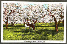 Galatia Illinois Saline County iL VIntage Unused Old Linen Collectible Postcard picture