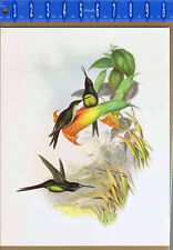 Hummingbird-Empress Brilliant-Eugenia imperatrix - John Gould Color Bird Print picture