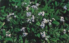Linville North Carolina, Forget-Me-Not Wildflowers, Vintage Postcard picture