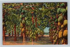 FL-Florida, Papaya Plantation Vintage Souvenir Postcard picture