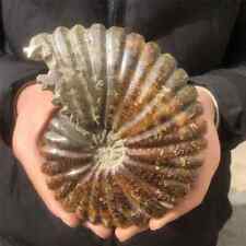 0.85kg Natural Ammonite Fossil Quartz Crystal Specimen Reiki Healing picture