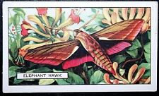ELEPHANT HAWK MOTH  Vintage 1930's Card  AD30 picture