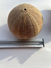 Natural Vintage Sea Urchin Shell picture