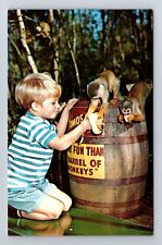Tampa Bay FL-Florida, Homosassa Springs, Antique, Vintage Postcard picture