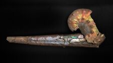 Brilliant Jeletzkyties Nodosus Ammonite With Baculite picture