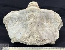 Rare Large C2 Titanothere Axis Vertebra, Fossil, Brontothere, SD, Badlands, T721 picture