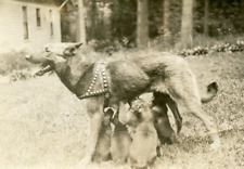 Q88 Original Vintage Photo GERMAN SHEPHERD DOG NURSING  PUPPIES c Early 1900's picture
