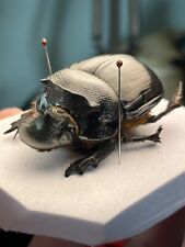 Coleoptera scarabaeidae scarabaeinae Heliocopris bucephalus Bad Condition picture