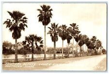 c1930's Palm Tropical Beauty Lower Rio Grande Valley TX RPPC Photo Postcard picture