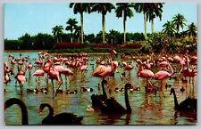 Hialeah Race Course Florida Flamingos Scenic Infield Chrome UNP Postcard picture