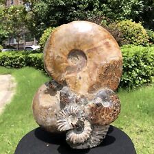 15.79LB Natural Large Beautiful Ammonite Fossil Conch Crystal Specimen Healing picture