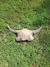 Bison Skull Cap real historic buffalo skull river find picture