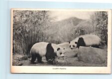 Postcard - Giant Panda - China picture