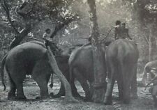 1913 Noosing Wild Elephants in Siam illustrated picture