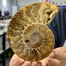 219G Rare Natural Tentacle Ammonite FossilSpecimen Shell Healing Madagascar picture
