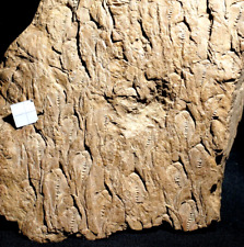 Big very detailed old Lepidodendron lycopod scaly-tree trunk fossil plant  picture