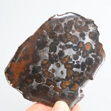 96g Natural SERICHO Pallasite olive meteorite slice - from Kenya F136 picture