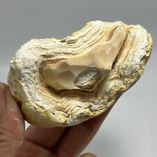 190g Bonsai Suiseki-Natural Gobi Agate Eyes Stone-Rare Stunning Viewing picture