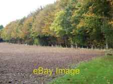 Photo 6x4 Autumn Colour, Tarrant Gunville A stand of beech trees turning  c2008 picture