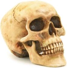 Realistic Human Skull Life Size Replica Gothic Halloween Decor Decoration Resin picture